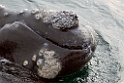 Southern.right.whale.20081104_0584