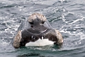 Southern.right.whale.20081104_0617