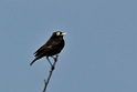 Spectacled Tyrant.20081101_0409