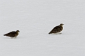 White-bellied Seedsnipe.20081125_6373
