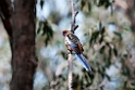 Adelaide Rosella.20101027_1755