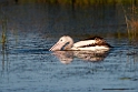 Australian Pelican.20101031_2515