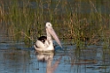 Australian Pelican.20101101_2866