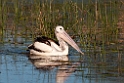 Australian Pelican.20101101_2867
