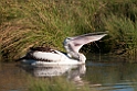 Australian Pelican.20101101_2969