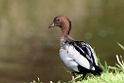 Australian Wood Duck.20101109_3667