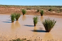 Birdsville Track.20101102_3155