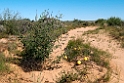 Birdsville Track.20101102_3156