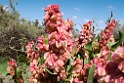 Birdsville track flower.20101106_3426