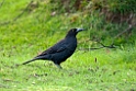 Black Currawong.20101111_3802