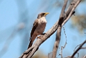 Black-eared Miner.20101105_3339