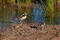 Black-fronted Dotterel.20101101_2948