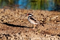 Black-fronted Dotterel.20101101_2973