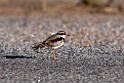 Black-fronted Dotterel.20101117_4433