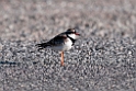 Black-fronted Dotterel.20101117_4440