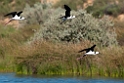 Black-winged Stilt.20101031_2445