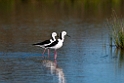Black-winged Stilt.20101031_2453
