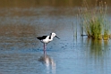 Black-winged Stilt.20101031_2454
