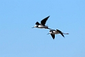 Black-winged Stilt.20101031_2465