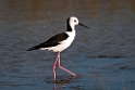 Black-winged Stilt.20101101_2910