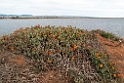 Blomst Port Augusta.20101106_3476