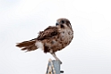 Brown Falcon.20101030_1819