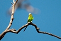 Budgerigar.20101031_2170