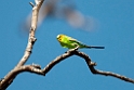 Budgerigar.20101031_2171