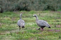 Cape Barren Goose.20101111_4074