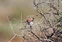 Chestnut-breasted Whiteface.20101030_1887