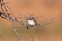 Chestnut-eared Finch.20101031_2059