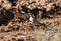 Cinnamon Ground-thrush.20101101_2542