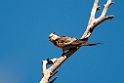 Cockatial.20101031_2265