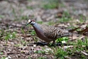 Common Bronzewing.20101121_4957