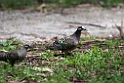 Common Bronzewing.20101121_4962