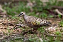 Common Bronzewing.20101121_4983