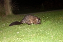 Common Brush-tailed Possum.20101111_3824