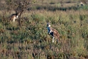 Common Wallaby.20101104_3203