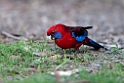 Crimson Rosella.20101121_5001
