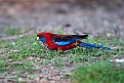 Crimson Rosella.20101121_5006
