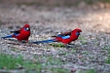 Crimson Rosella.20101121_5025