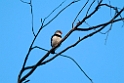 Diamond Firetail.20101119_4877
