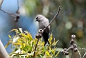 Dusky Woodswallow.20101113_4276