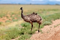 Emu.20101030_1838