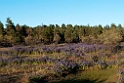 Flinters Range.20101104_3217