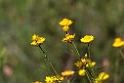 Flower.20101119_4677