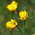 Flower.20101119_4683