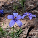 Flower.20101119_4691