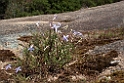 Flower.20101124_5085