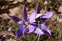 Flower.20101124_5093